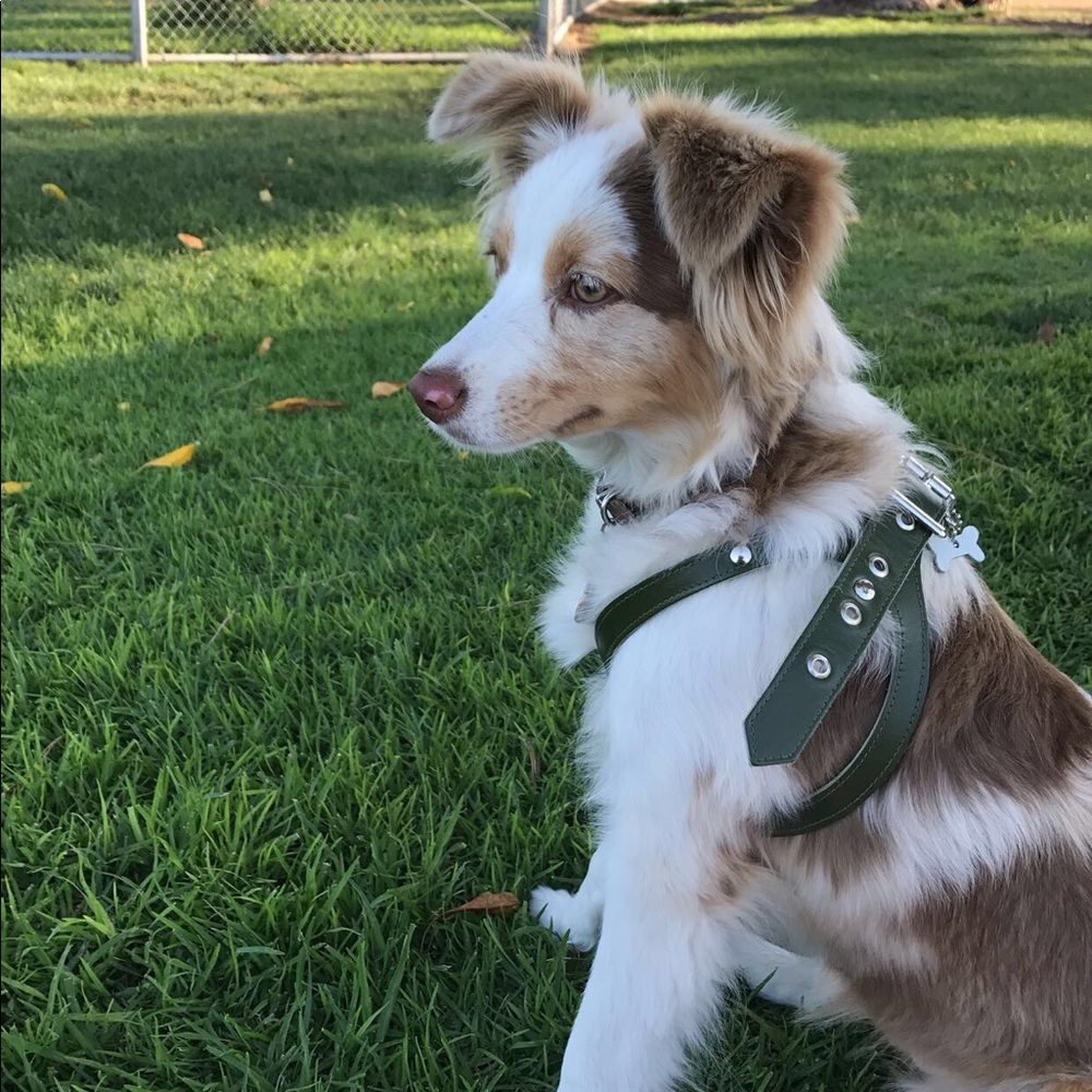 Meet your Posher, Alexis